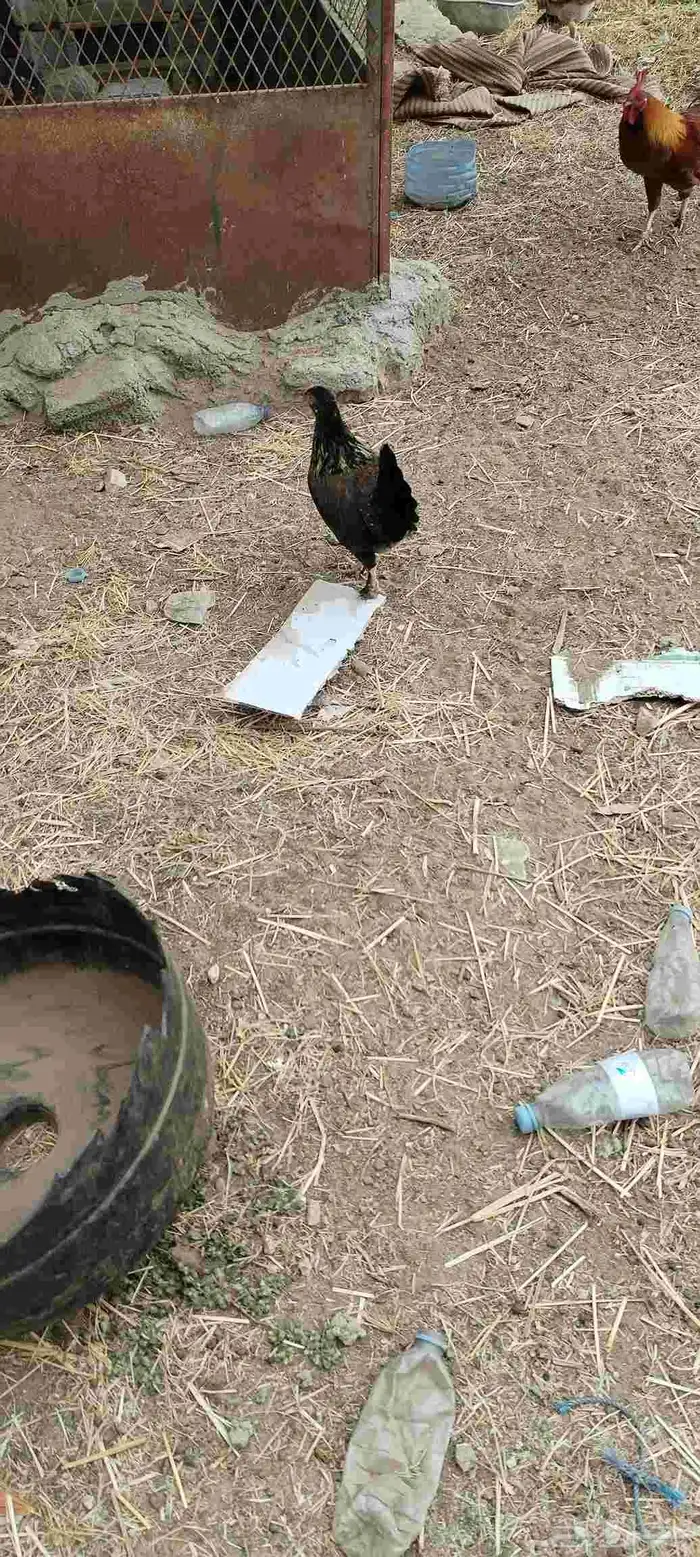 ل البيع دجاجه معاها 5 صيصان و دجاجة بياضه 9