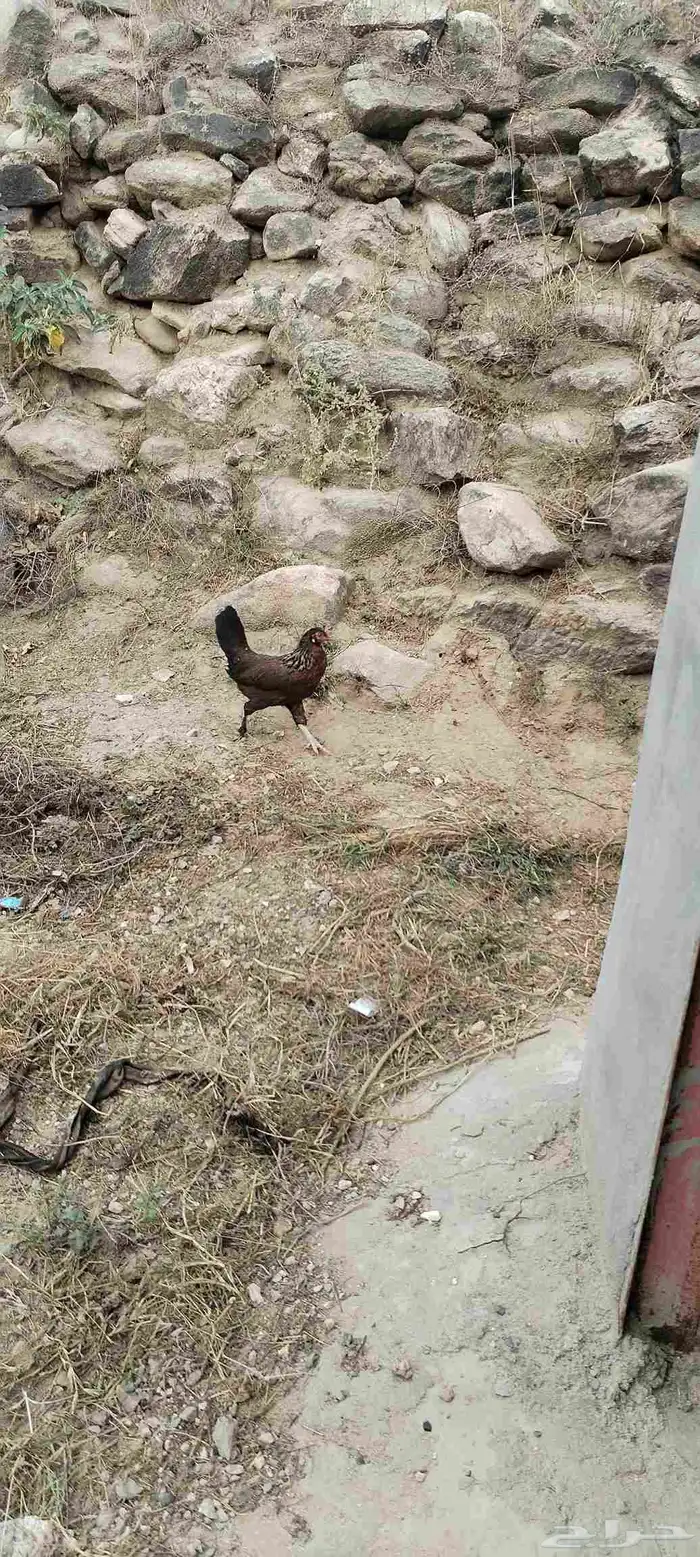 ل البيع دجاجه معاها 5 صيصان و دجاجة بياضه 8