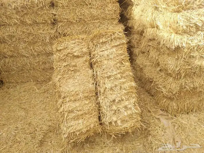 برسيم صافي ناعم شد ورق جوده وزن شرط يوجد توصيل 2