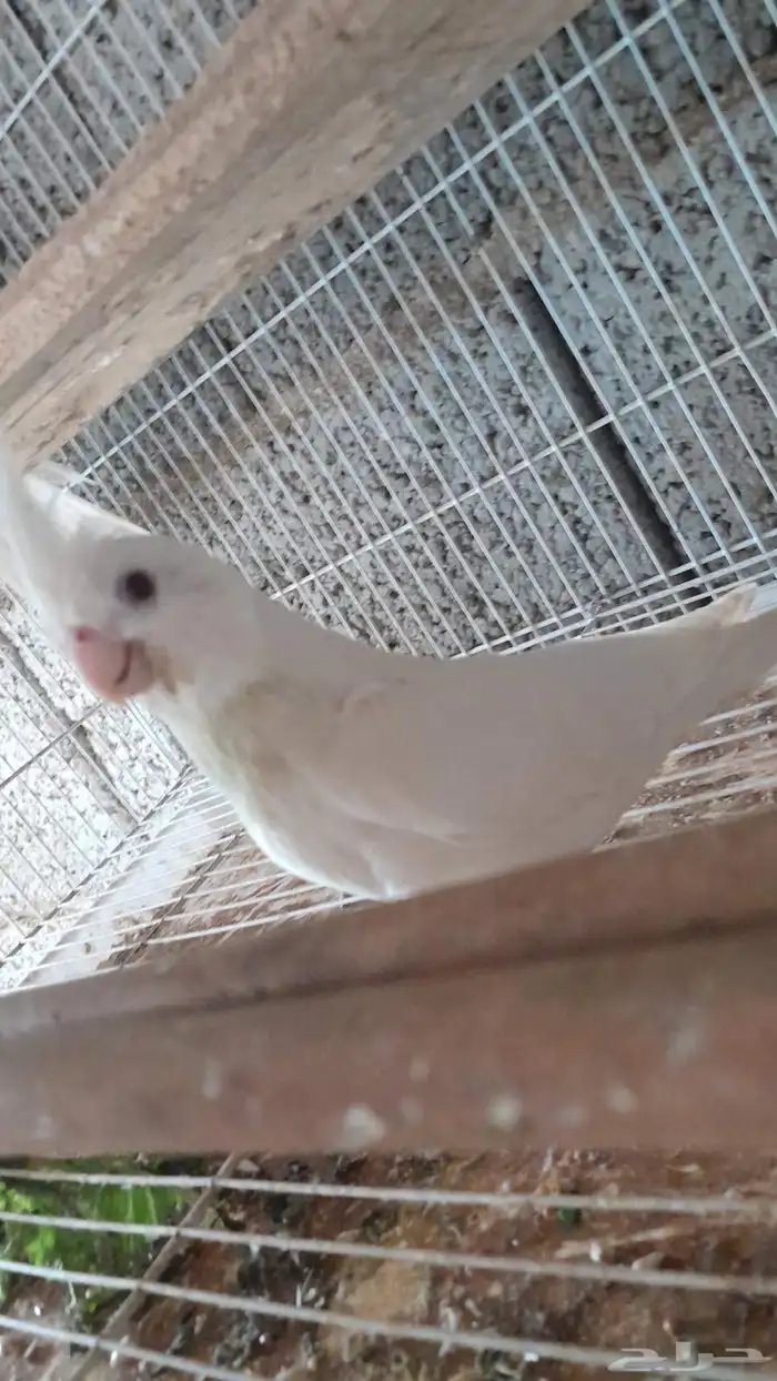 كروان ذكر وأنثى 3