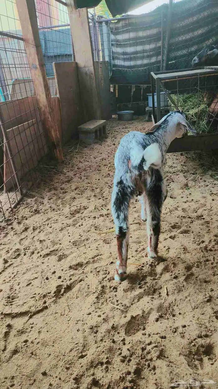 تيس وجفرا ذبايح فل شحم 3