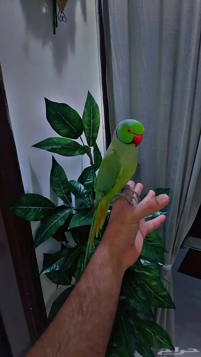 ببغان دره ذكر اليف. 2