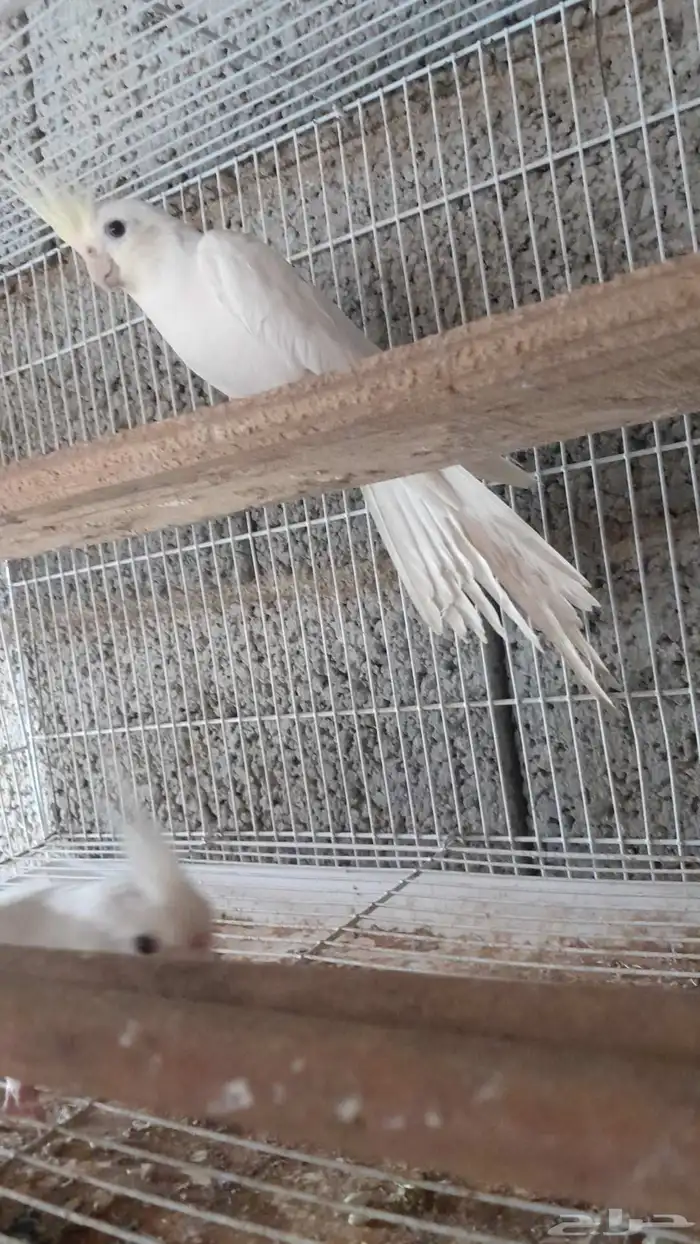 كروان ذكر وأنثى 4