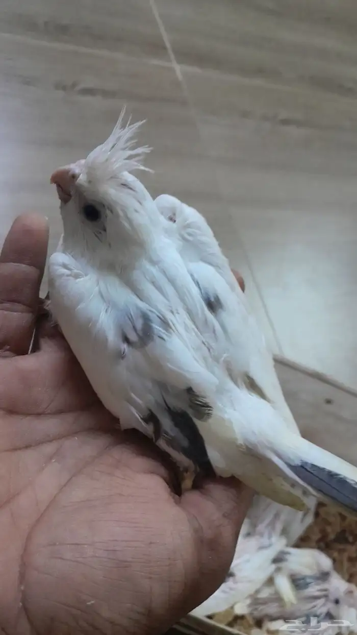 كروان بصمه 5