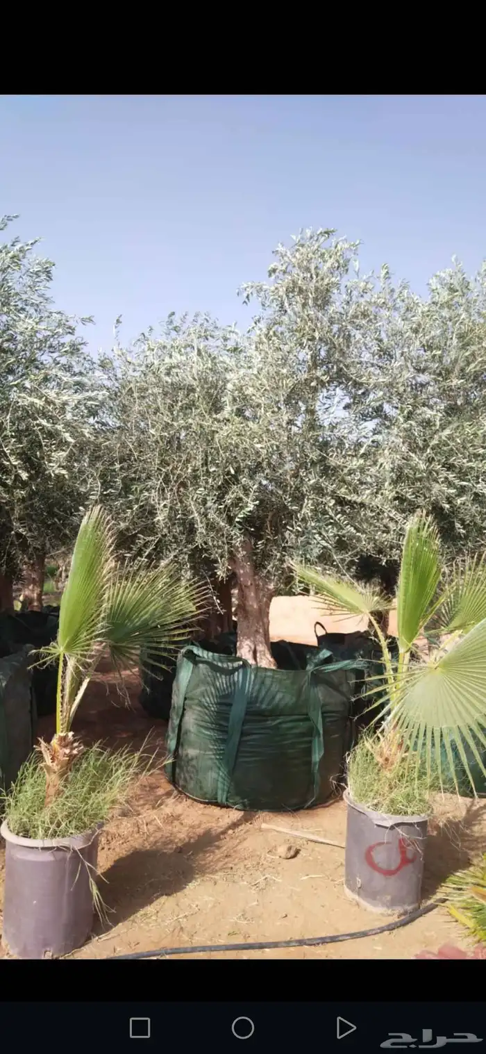 زيتون معمر مثمر ونخيل عربي واشنطني وتركيب 9