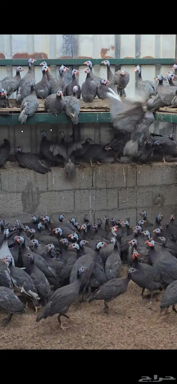 للبيع حبشي بشاير العدد 100 جوز اللي يبيها جمله الحبه 20 ريال 2