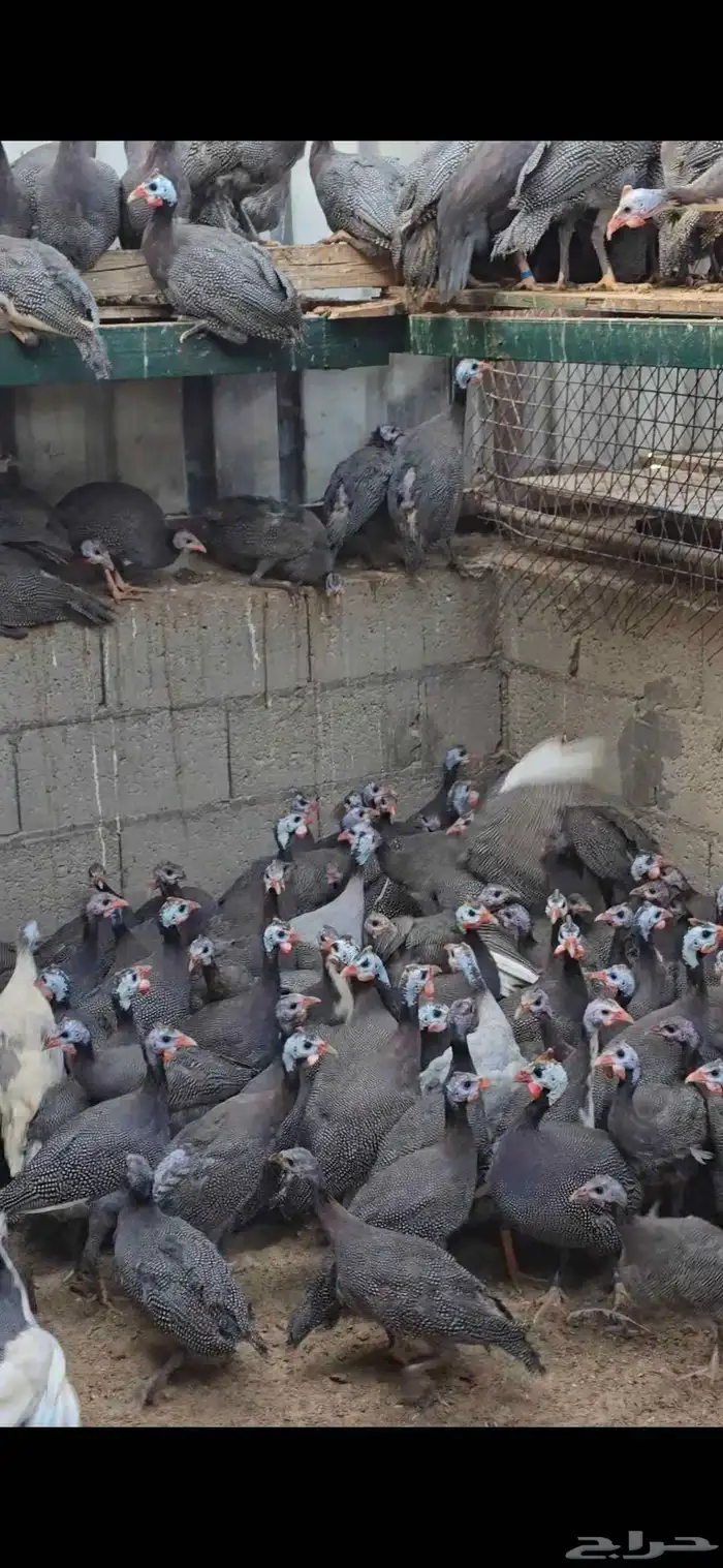 للبيع حبشي بشاير العدد 100 جوز اللي يبيها جمله الحبه 20 ريال 0