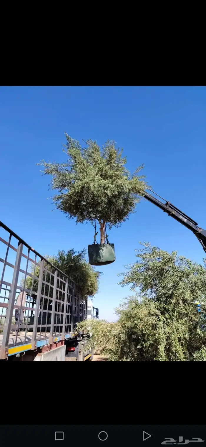 زيتون معمر مثمر ونخيل عربي واشنطني وتركيب 2