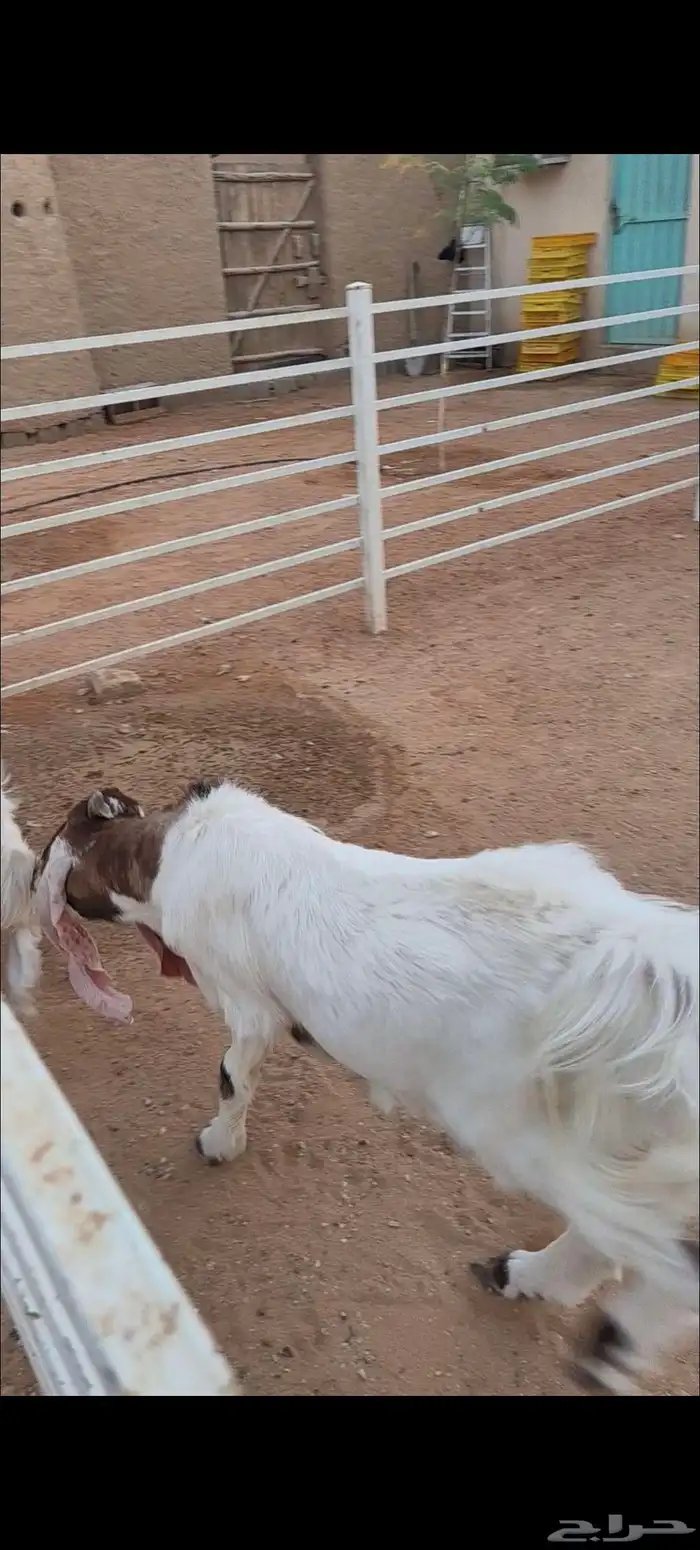 تيس هولندي فحل 5