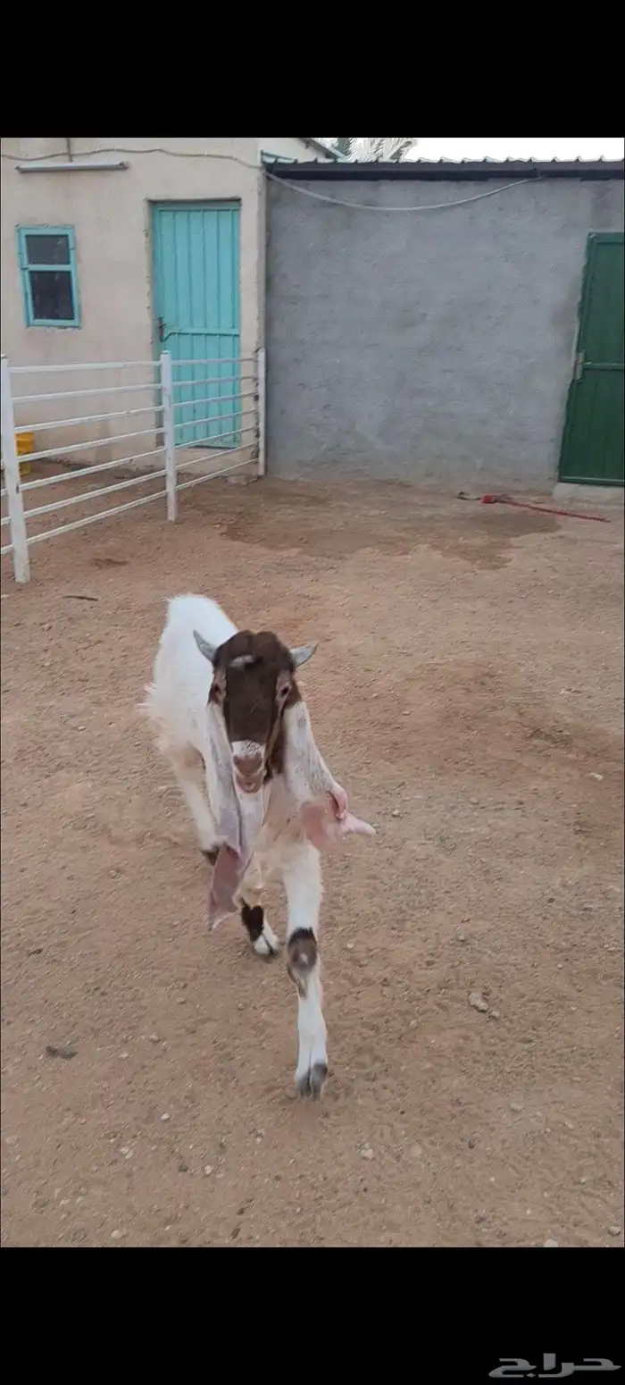 تيس هولندي فحل 4