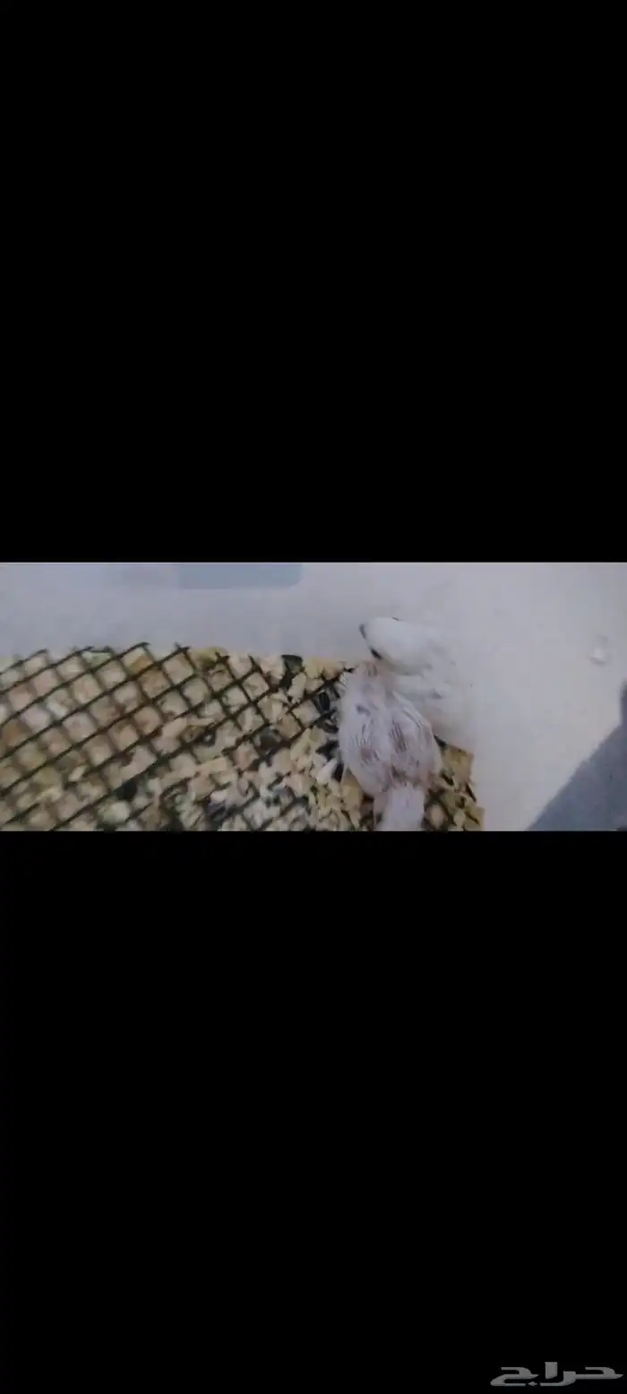 للبيع فروخ روزات نازله من أزواج كفو اسعار مانختلف بإذن الله 0