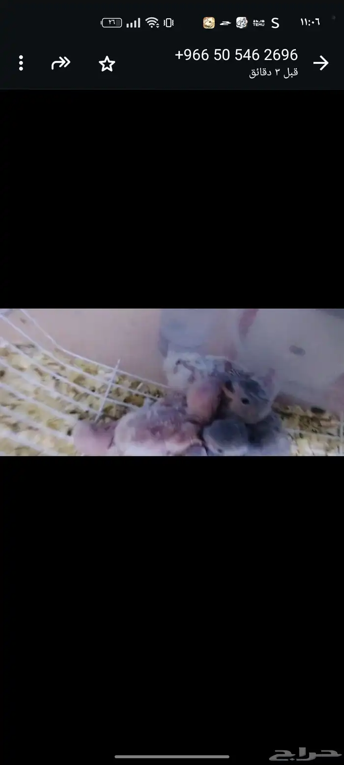 للبيع فروخ روزات نازله من أزواج كفو اسعار مانختلف بإذن الله 2