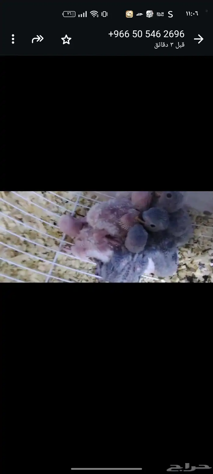 للبيع فروخ روزات نازله من أزواج كفو اسعار مانختلف بإذن الله 4