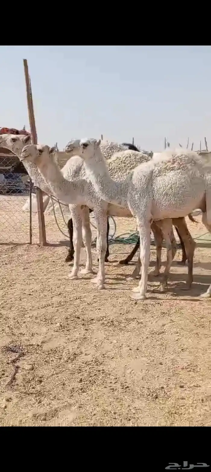 حشو قعدان طيبات وسمان 0