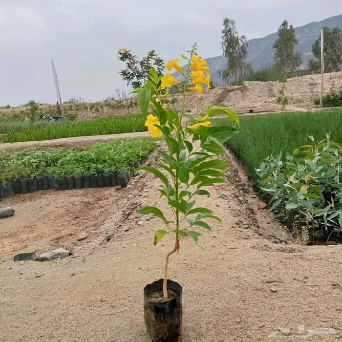 مشتل الجموم الجميع انواع اشجار الجملة السعوديه 7