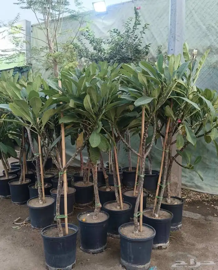 مشتل الجموم الجميع انواع اشجار الجملة السعوديه 2