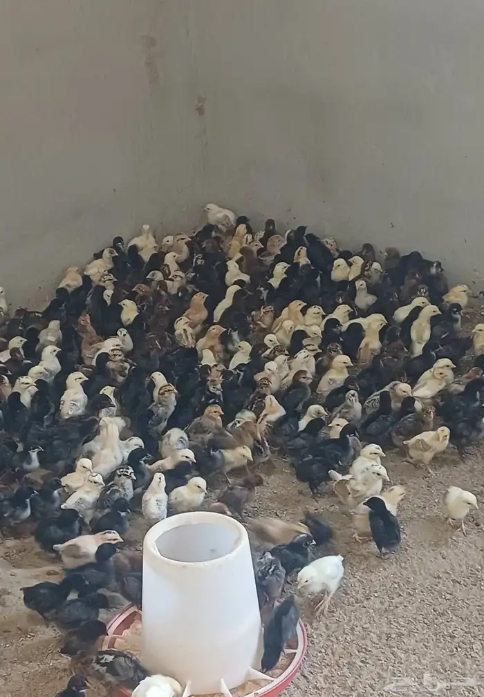 صوص دجاج بلدي 5