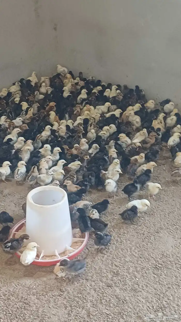 صوص دجاج بلدي 0