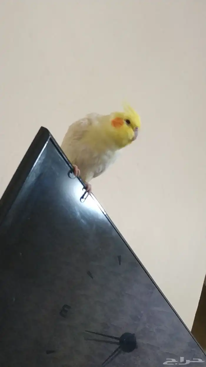 كروان ذكر عمر سنة واربعة شهور مزاجي يطلع عاليد 0