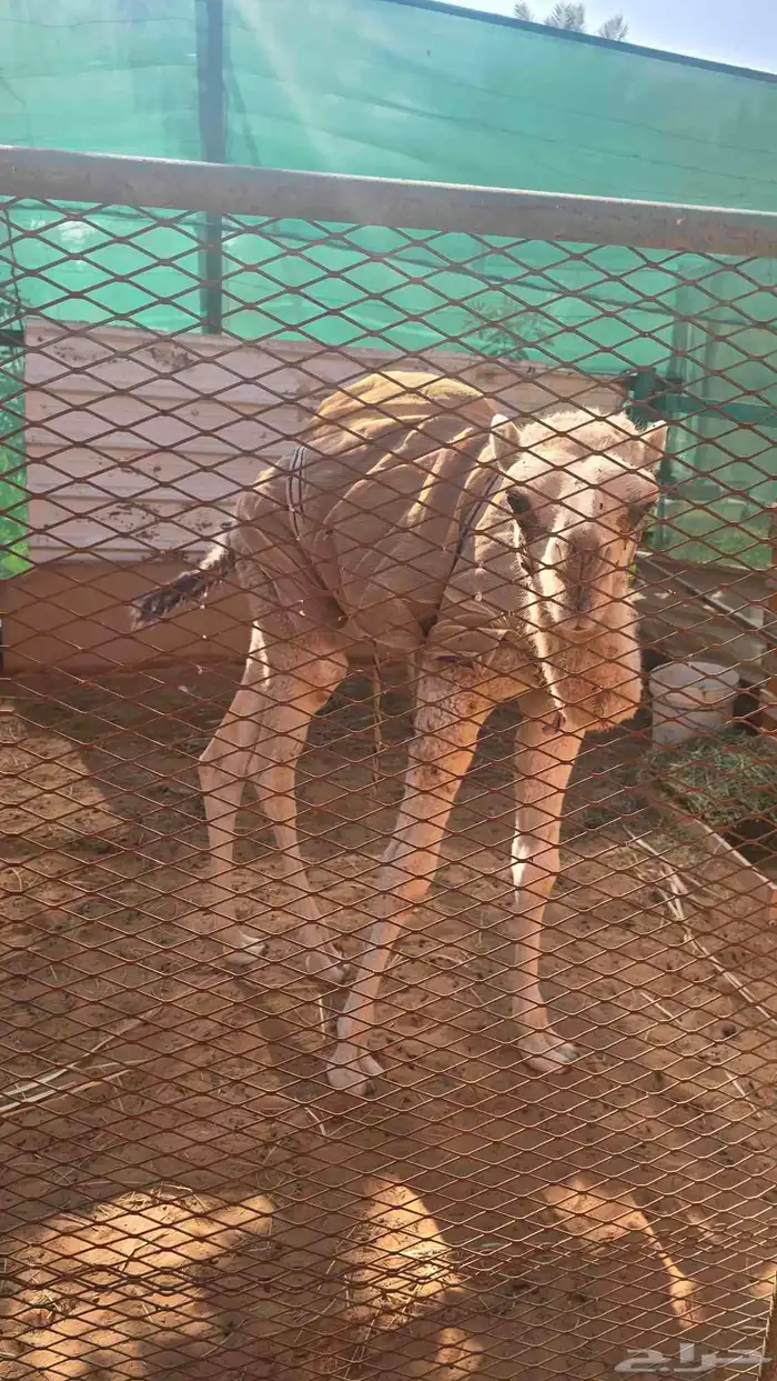 خلفه للبيع 2