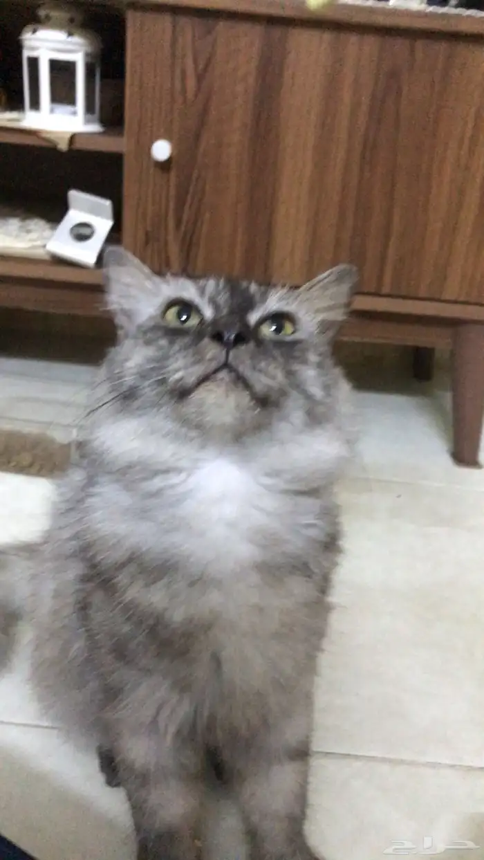 قط ذكر شيرازي للتزاوج 0