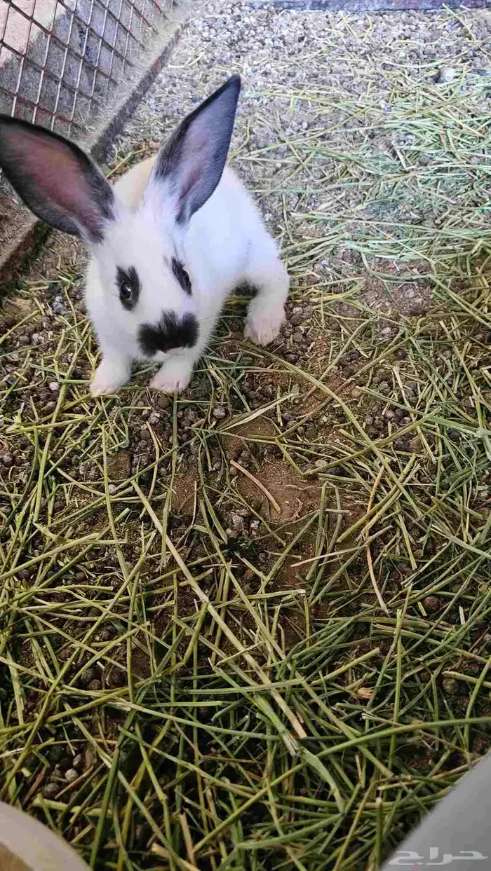 ارانب بابيون مع شانشيلا 5