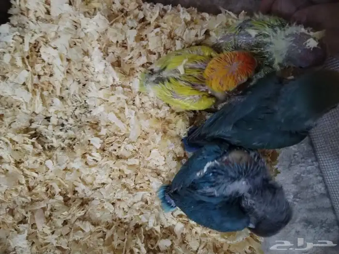 فروخ روز وفيشر 3