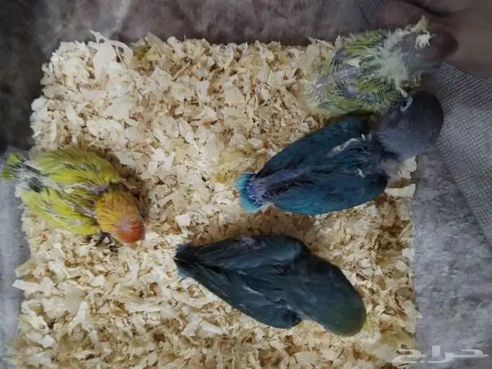 فروخ روز وفيشر 5