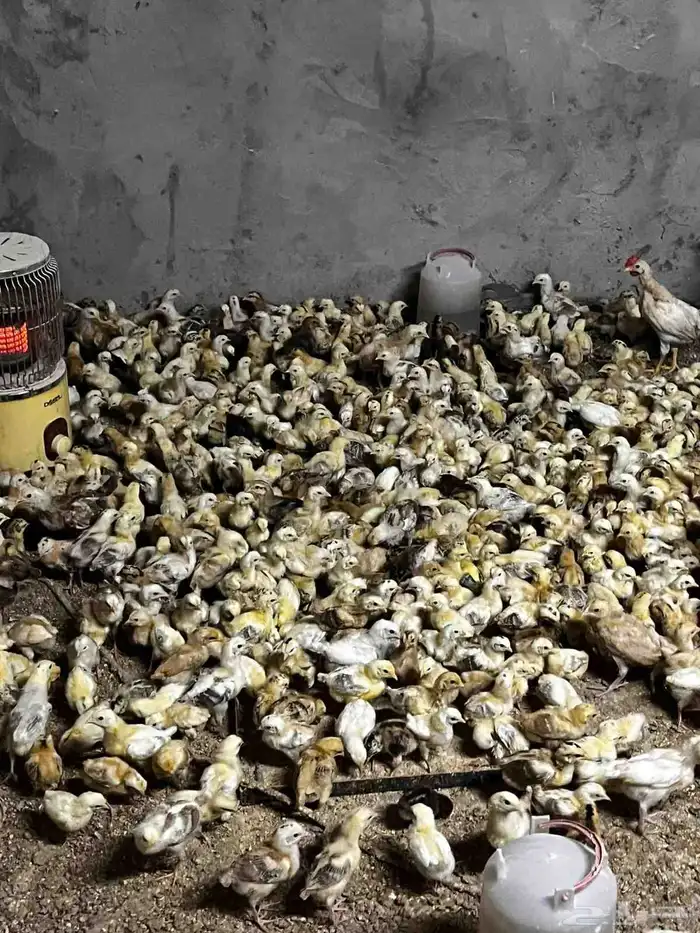 صوص بلدي للبيع الوان فواتح 7