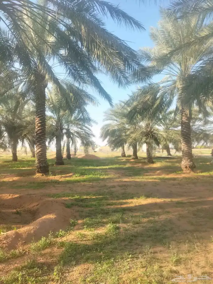 نخل طيب وبسعر معقول حلوه خلاص سكري برحي وغيرهن 9