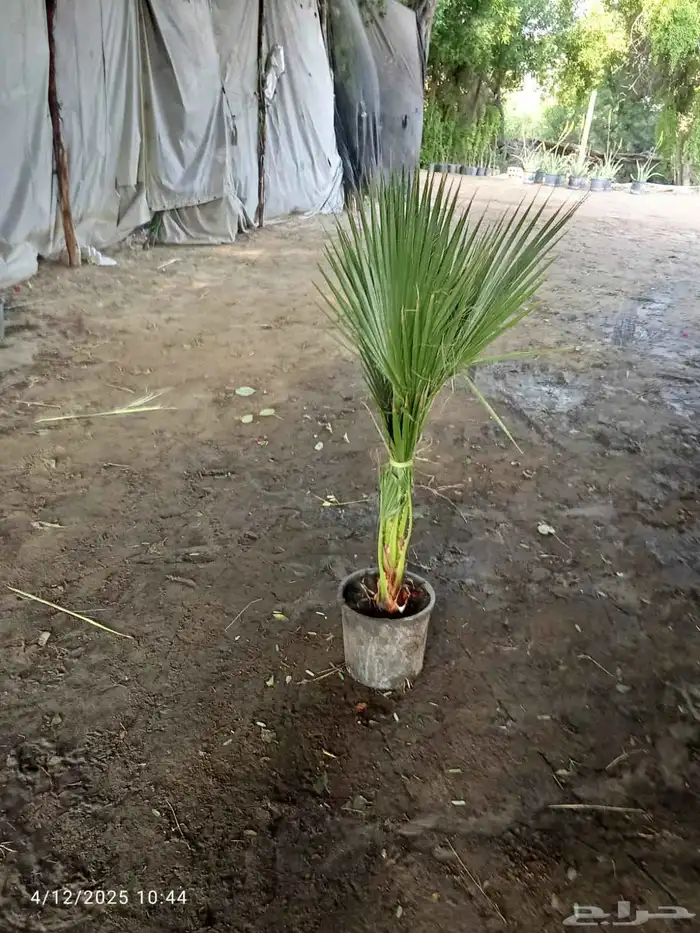 مشتال افندينه لي ازراعه وتنثيك الحديق والسترحات ونخيل وشنطبي 0