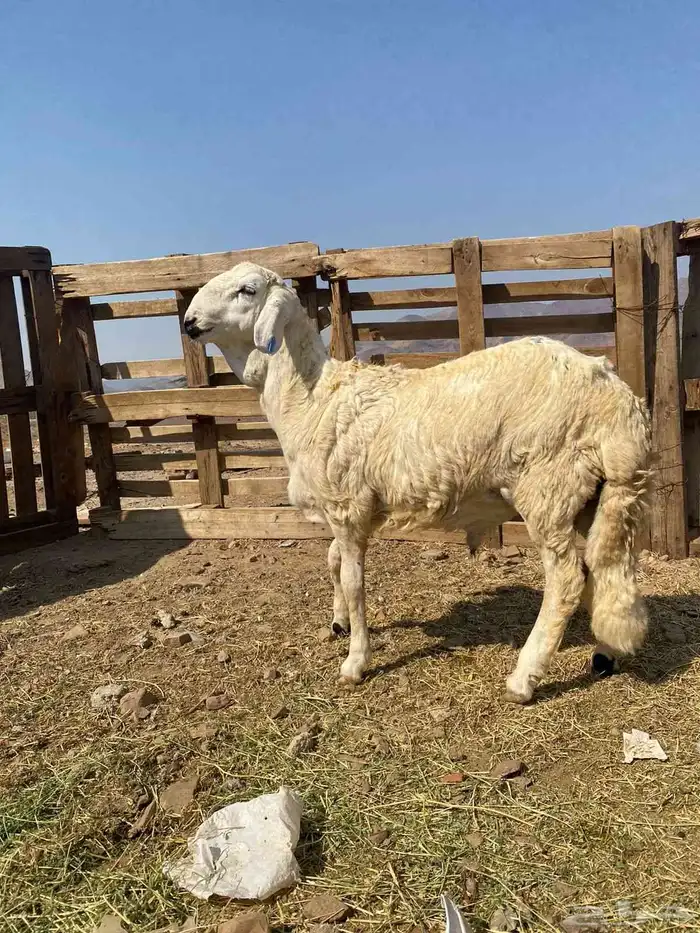 طليان حريه 7