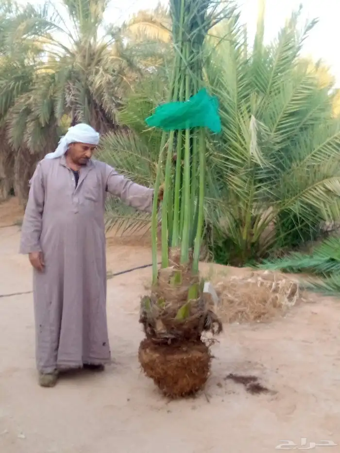 نخل واشنطني نخل مثمر صقعي هلالي اخلاص سكري برحي غر عسيله سلج 3