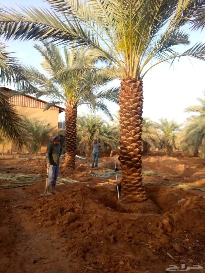 نخل واشنطني نخل مثمر صقعي هلالي اخلاص سكري برحي غر عسيله سلج 6