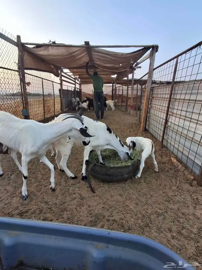 معزا بيشيات كحلا صنف 2 تحتها 2 تيوس بعمر اسبوع 6