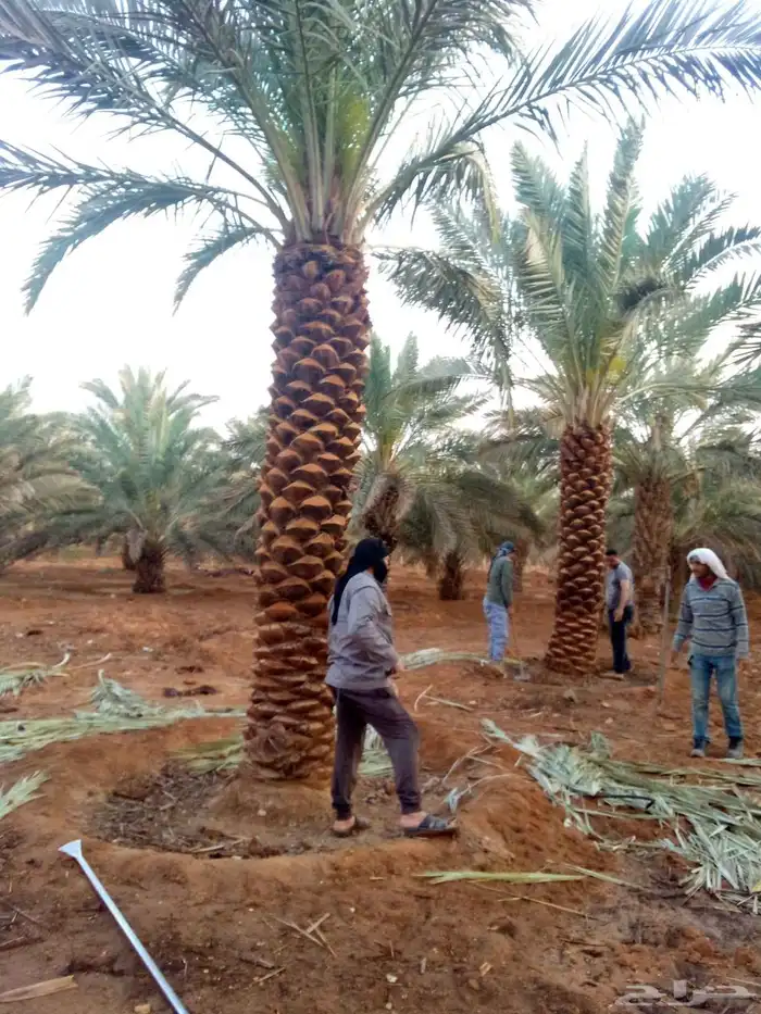 نخل واشنطني نخل مثمر صقعي هلالي اخلاص سكري برحي غر عسيله سلج 7