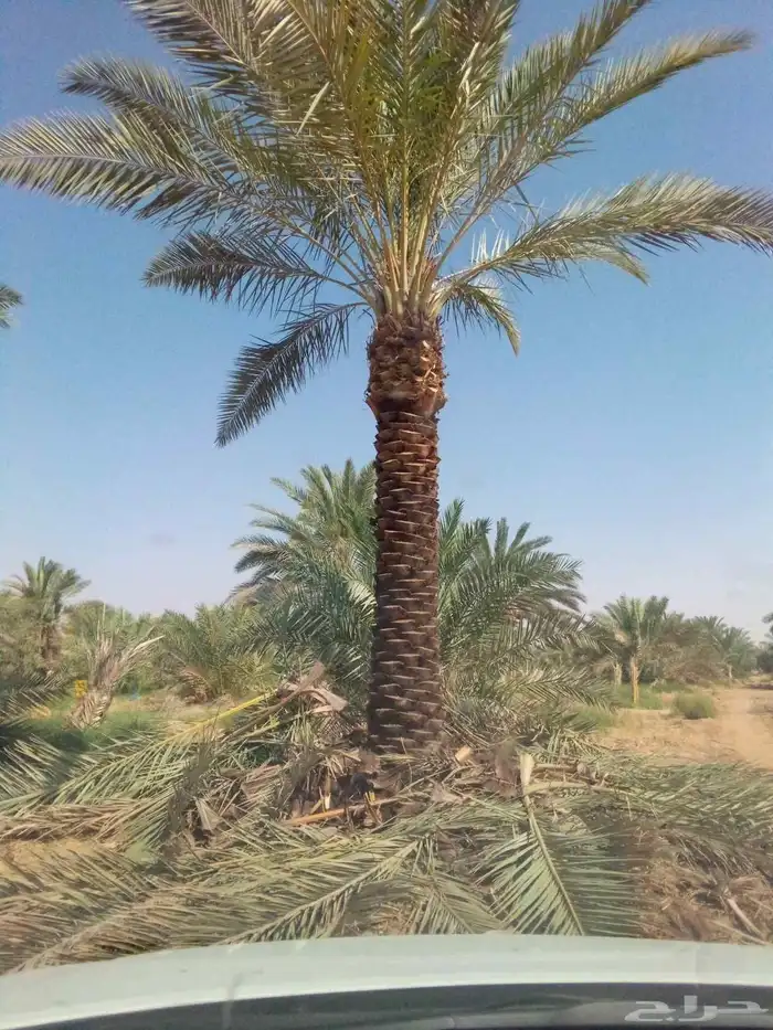 نخل واشنطني نخل مثمر صقعي هلالي اخلاص سكري برحي غر عسيله سلج 8