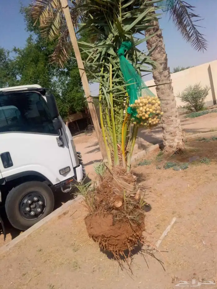 نخل واشنطني نخل مثمر صقعي هلالي اخلاص سكري برحي غر عسيله سلج 1