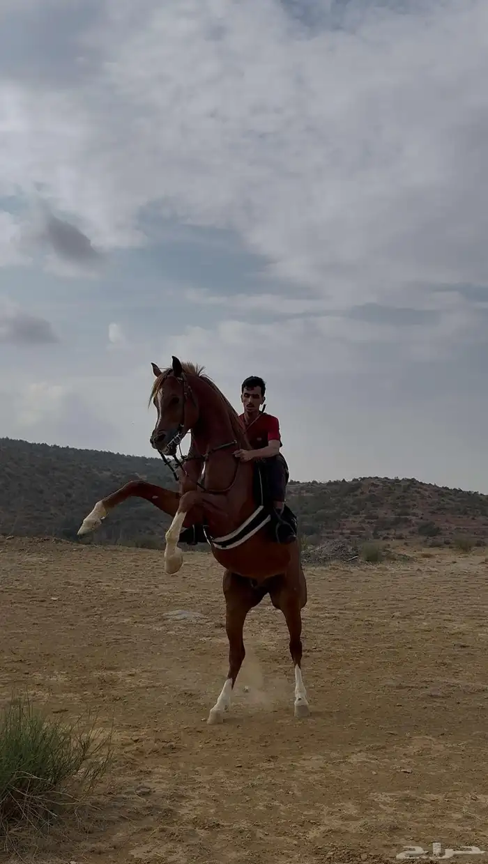 الاسم- صخر اس اس الاب- ابن شايق النعيم الام- بنت الشيهان 2