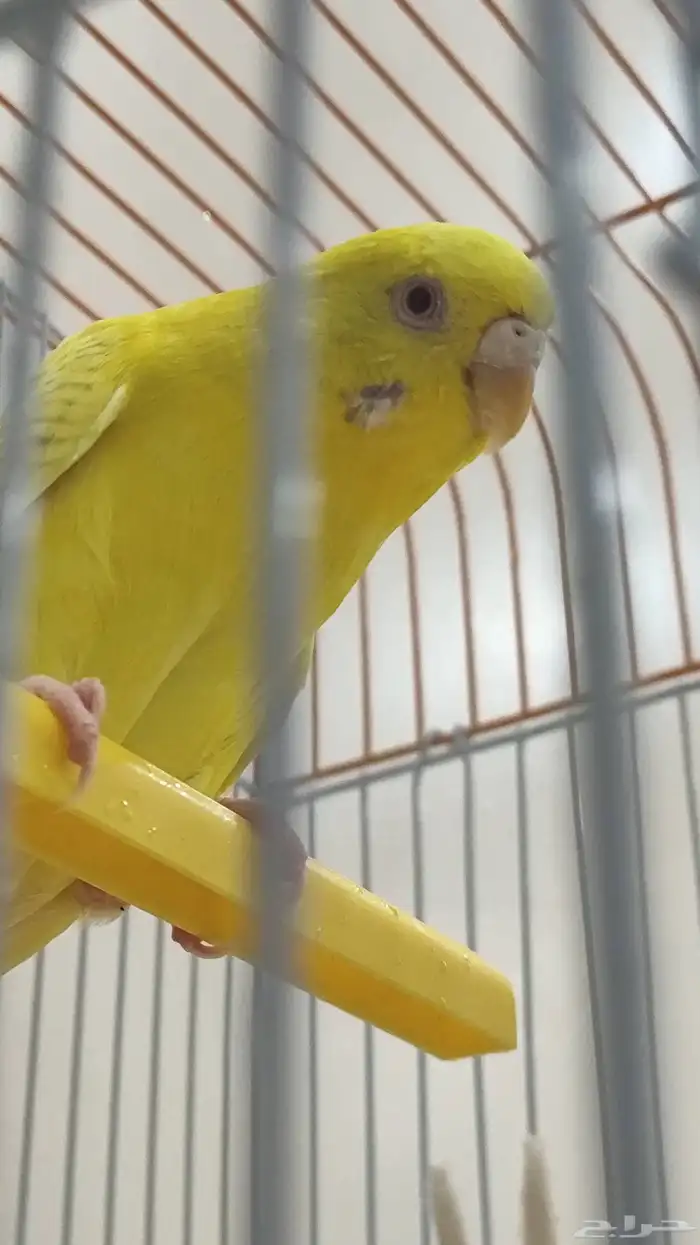 طيب حب أنثى 1