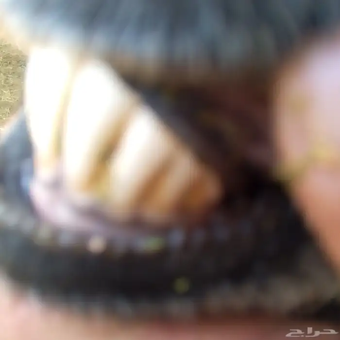 العارضي الفخم الاسود فحم 3