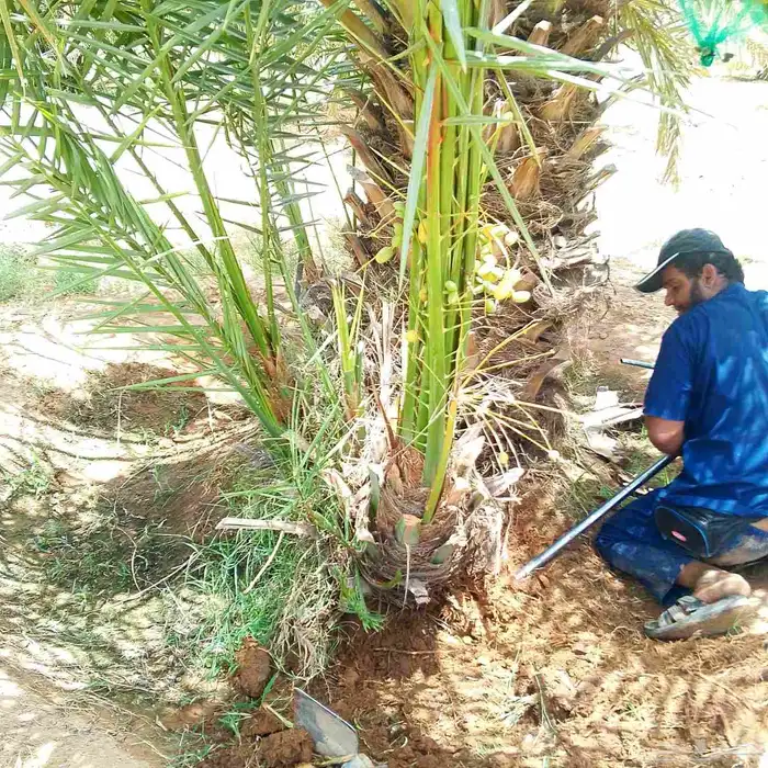 يوجد لدينا جميع انواع النخيل المثمر والزينه 1