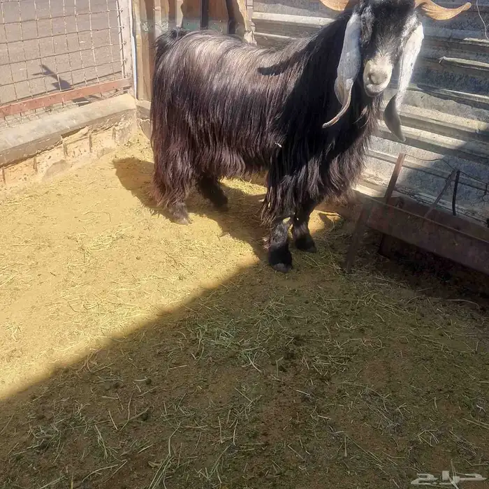 العارضي الفخم الاسود فحم 8