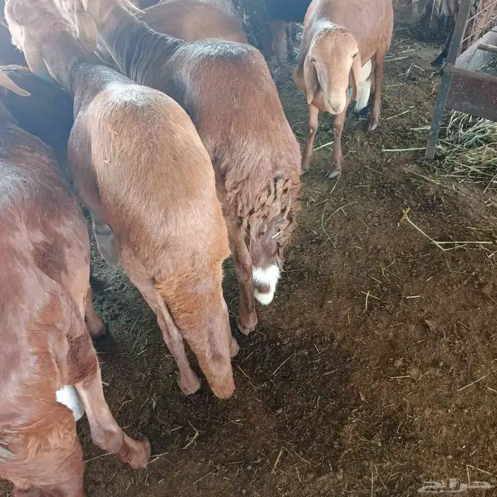 سواكني مرابي جذعان 2