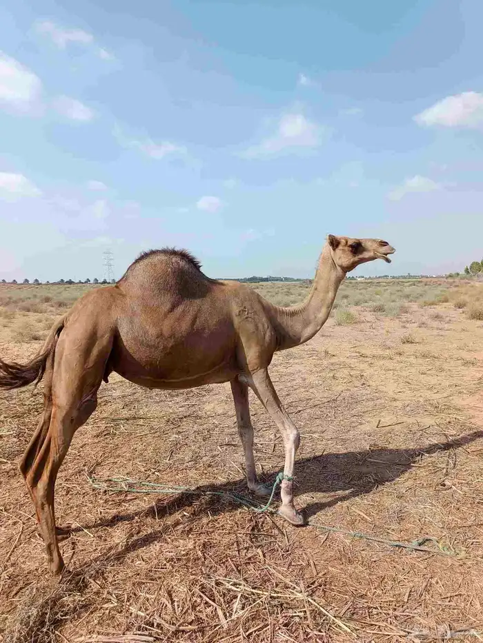 ابل سواحل ناقة وبكره 3