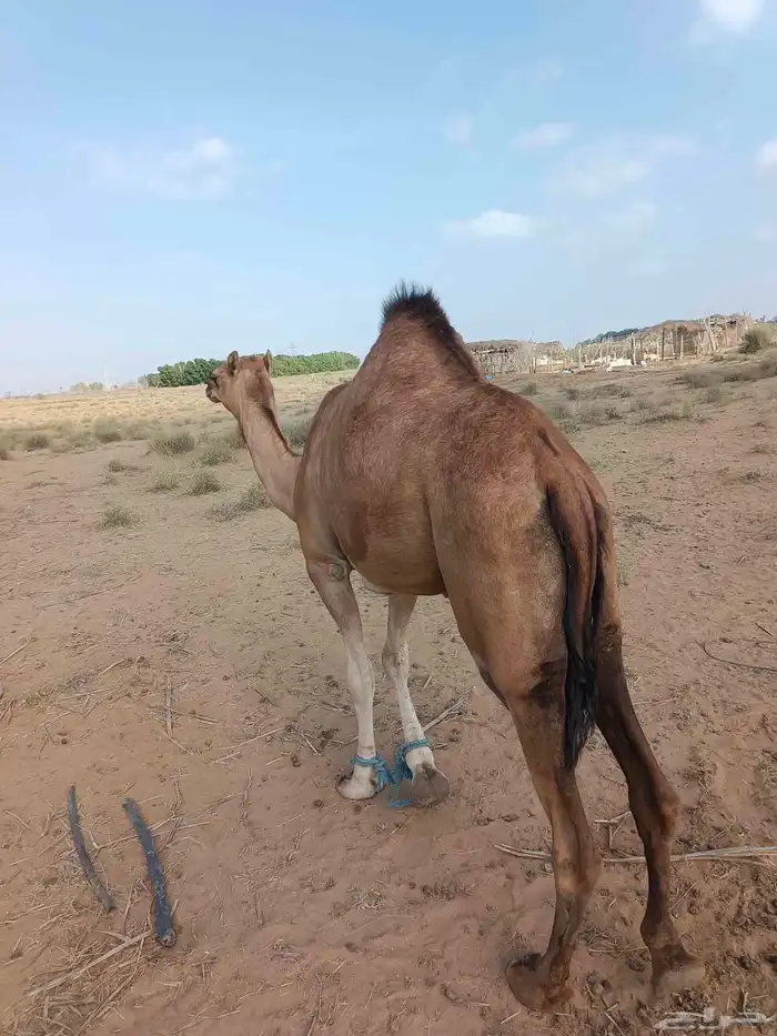 ابل سواحل ناقة وبكره 1