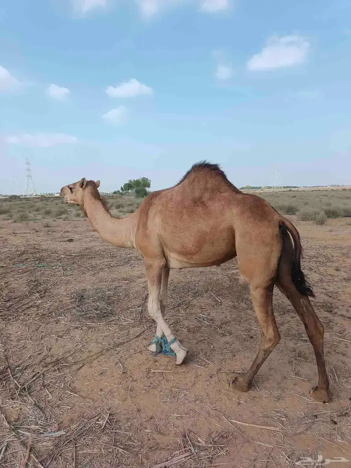 ابل سواحل ناقة وبكره 0