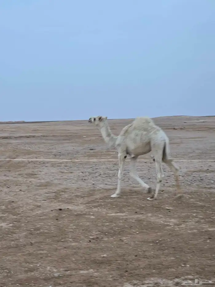 قعود اوضح طيب العمر فوق 7 شهور 5