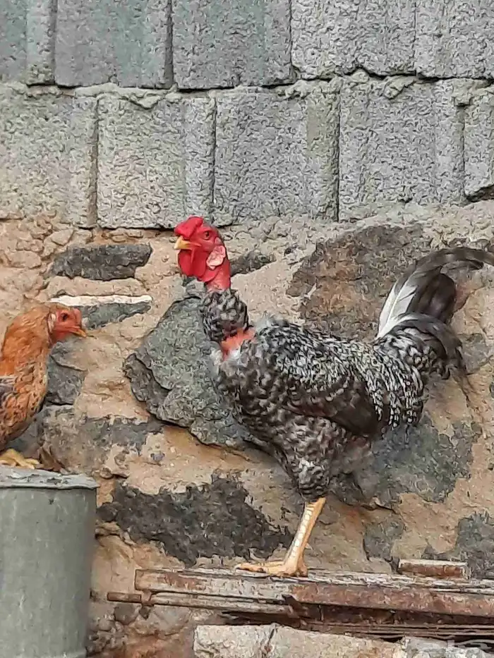 دجاج فيتنامي وفونكس 0