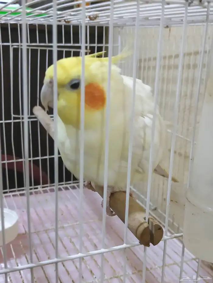 كروان ذكر عمر سنة واربعة شهور مزاجي يطلع عاليد 2